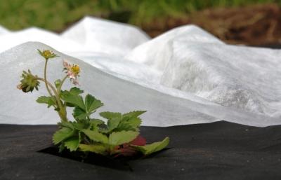 Спанбонд: что это такое, возможности материала и эффективность использования Спанбонд: что это такое, возможности материала и эффективность использования