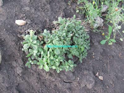 Альпийская горка своими руками  
Альпийская горка своими руками