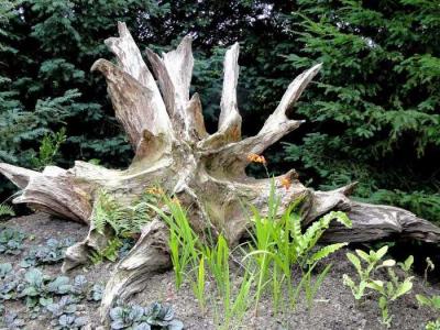 Рутарий своими руками
Рутарий своими руками