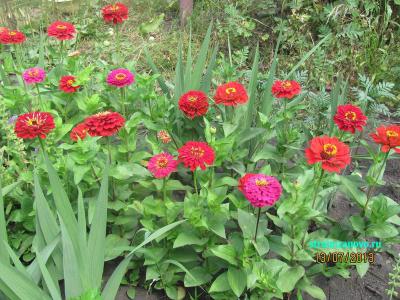 Цветы в саду  
Цветы в саду