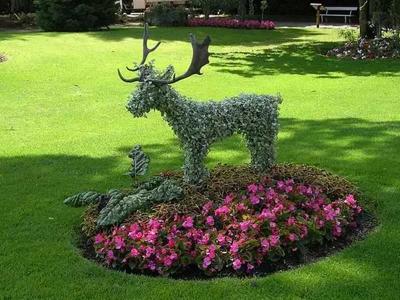 Топиари – искусство фигурной стрижки растений  
Топиари – искусство фигурной стрижки растений