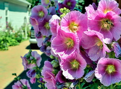 Мальва многолетняя: посадка и уход за культурой Мальва многолетняя: посадка и уход за культурой