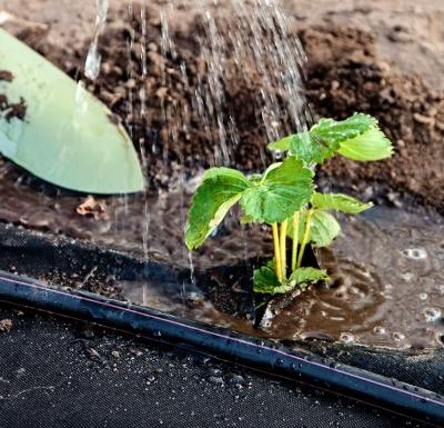 Укрывной материал для грядок Укрывной материал для грядок