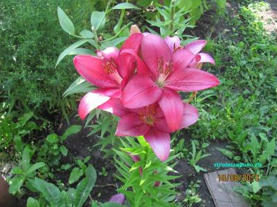 Цветы в саду  
Цветы в саду