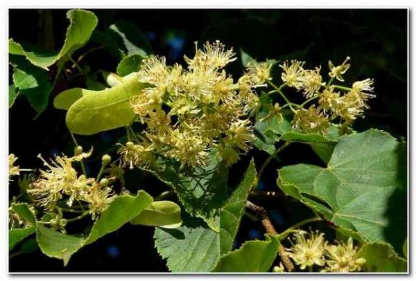 Банный липовый веник  Банный липовый веник