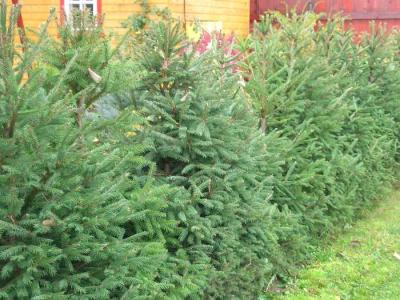 Живая изгородь на даче  
Живая изгородь на даче