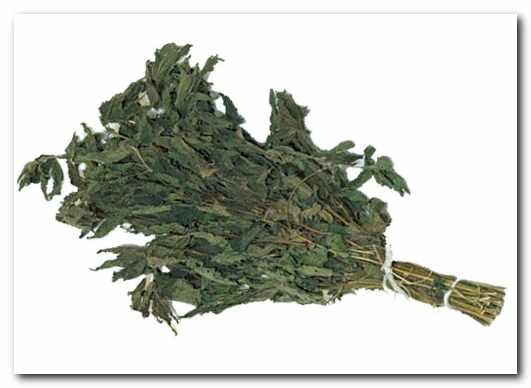 Эвкалиптовый и прочие банные веники  Эвкалиптовый и прочие банные веники