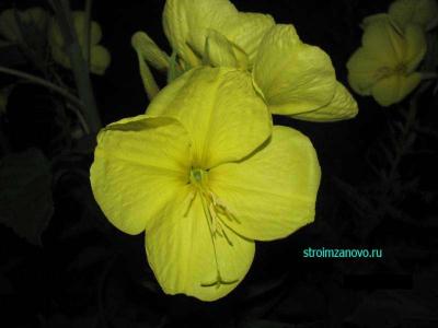 Ландшафтный дизайн своими руками
Ландшафтный дизайн своими руками