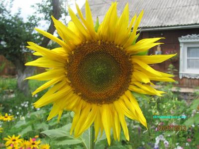 Цветы в саду  
Цветы в саду