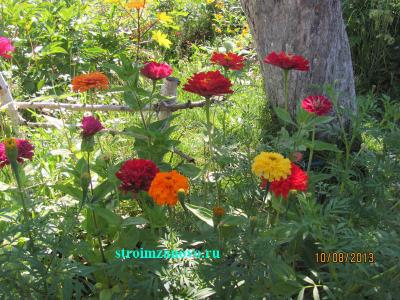 Цветы в саду  
Цветы в саду