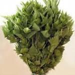 Как правильно сушить веники для бани Как правильно сушить веники для бани