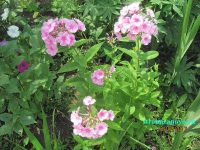 Цветы в саду  
Цветы в саду