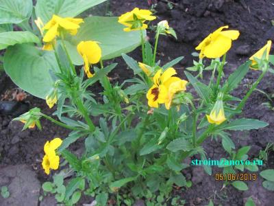 Цветы в саду  
Цветы в саду