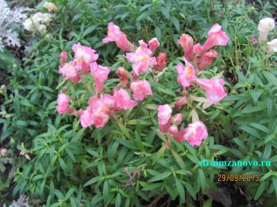 Цветы в саду  
Цветы в саду