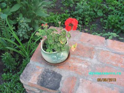 Цветы в саду  
Цветы в саду