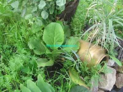 Как сделать пруд на даче  
Как сделать пруд на даче