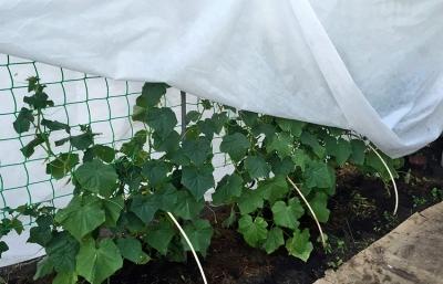 Укрывной материал для грядок Укрывной материал для грядок