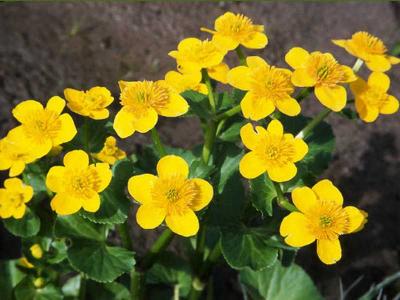 Растения водоёма  
Растения водоёма