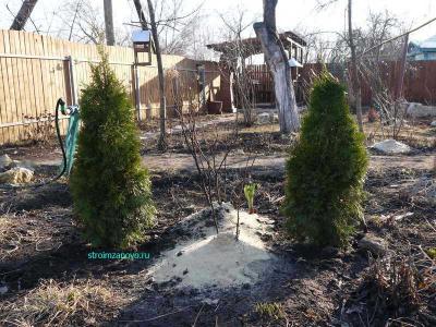 Хвойные деревья на участке
Хвойные деревья на участке