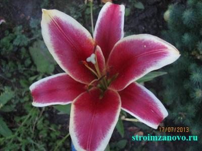 Цветы в саду  
Цветы в саду