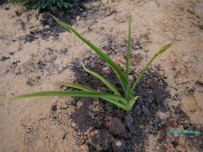 Ландшафтный дизайн участка  
Ландшафтный дизайн участка