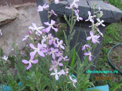 Цветы в саду  
Цветы в саду