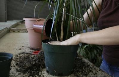Пересадка комнатных растений — главные правила Пересадка комнатных растений — главные правила