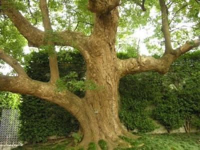 Лавровое дерево — выращиваем самостоятельно Лавровое дерево — выращиваем самостоятельно
