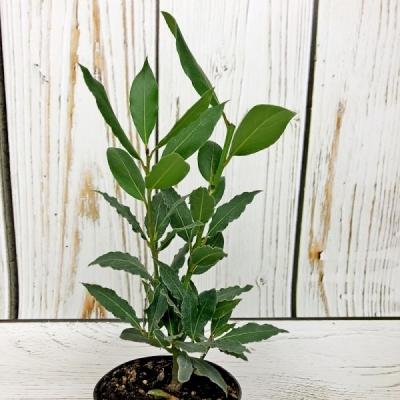 Лавровое дерево — выращиваем самостоятельно Лавровое дерево — выращиваем самостоятельно