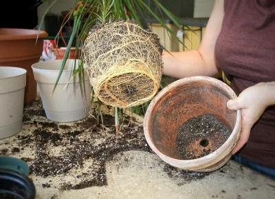 Пересадка комнатных растений — главные правила Пересадка комнатных растений — главные правила