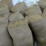 Выращивание грибов в домашних условиях: главные особенности и инструкция для новичков