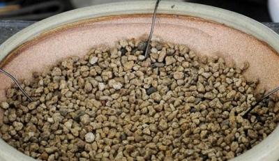 Лавровое дерево — выращиваем самостоятельно Лавровое дерево — выращиваем самостоятельно