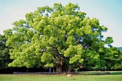 Лавровое дерево — выращиваем самостоятельно Лавровое дерево — выращиваем самостоятельно