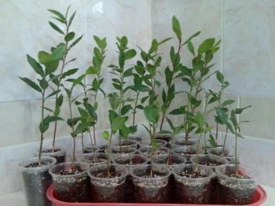 Лавровое дерево — выращиваем самостоятельно Лавровое дерево — выращиваем самостоятельно