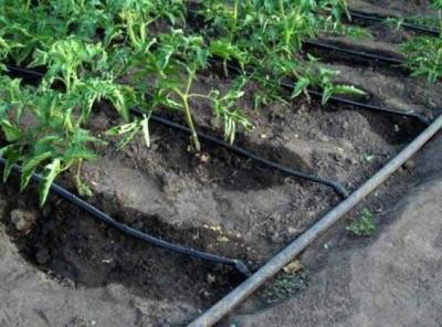 Капельный полив своими руками. Как делать. Фото и видео Капельный полив своими руками. Как делать. Фото и видео