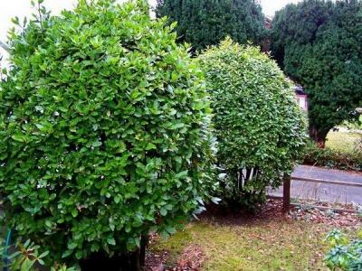 Лавровое дерево — выращиваем самостоятельно Лавровое дерево — выращиваем самостоятельно