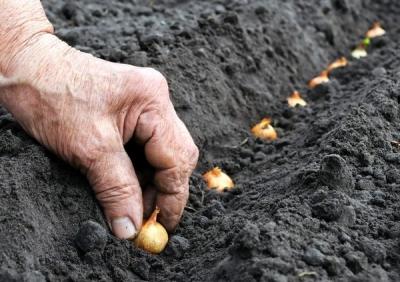 Как вырастить лук из семян за один сезон? Лучшие рекомендации и главные советы Как вырастить лук из семян за один сезон? Лучшие рекомендации и главные советы