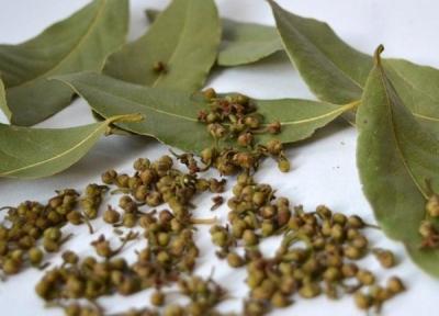 Лавровое дерево — выращиваем самостоятельно Лавровое дерево — выращиваем самостоятельно