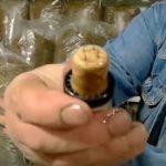 Выращивание грибов в домашних условиях: главные особенности и инструкция для новичков