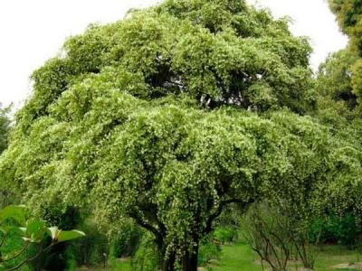 Лавровое дерево — выращиваем самостоятельно Лавровое дерево — выращиваем самостоятельно