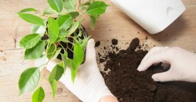 Пересадка комнатных растений — главные правила Пересадка комнатных растений — главные правила