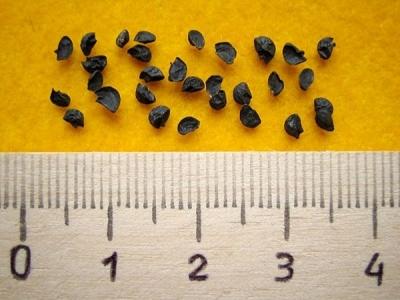 Как вырастить лук из семян за один сезон? Лучшие рекомендации и главные советы Как вырастить лук из семян за один сезон? Лучшие рекомендации и главные советы