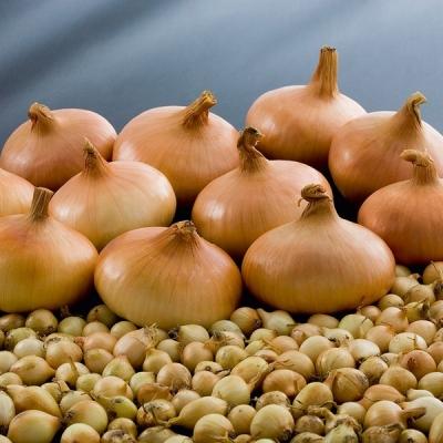 Как вырастить лук из семян за один сезон? Лучшие рекомендации и главные советы Как вырастить лук из семян за один сезон? Лучшие рекомендации и главные советы