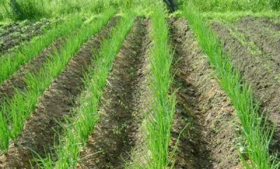 Как вырастить лук из семян за один сезон? Лучшие рекомендации и главные советы Как вырастить лук из семян за один сезон? Лучшие рекомендации и главные советы