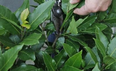 Лавровое дерево — выращиваем самостоятельно Лавровое дерево — выращиваем самостоятельно