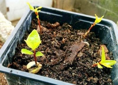 Лавровое дерево — выращиваем самостоятельно Лавровое дерево — выращиваем самостоятельно