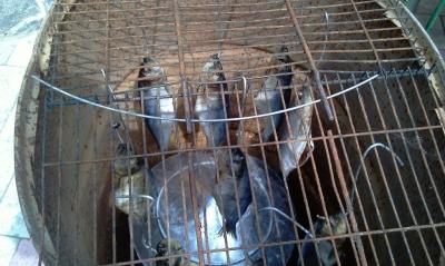 Коптильня своими руками: холодная, горячая. Схемы и чертежи Коптильня своими руками: холодная, горячая. Схемы и чертежи