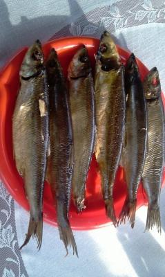 Коптильня своими руками: холодная, горячая. Схемы и чертежи Коптильня своими руками: холодная, горячая. Схемы и чертежи