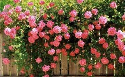 Живая изгородь на даче своими руками: какие растения лучше выбрать, пошаговый процесс монтажа Живая изгородь на даче своими руками: какие растения лучше выбрать, пошаговый процесс монтажа