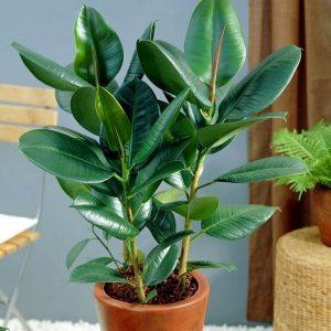 Какая должна быть влажность в квартире Какая должна быть влажность в квартире